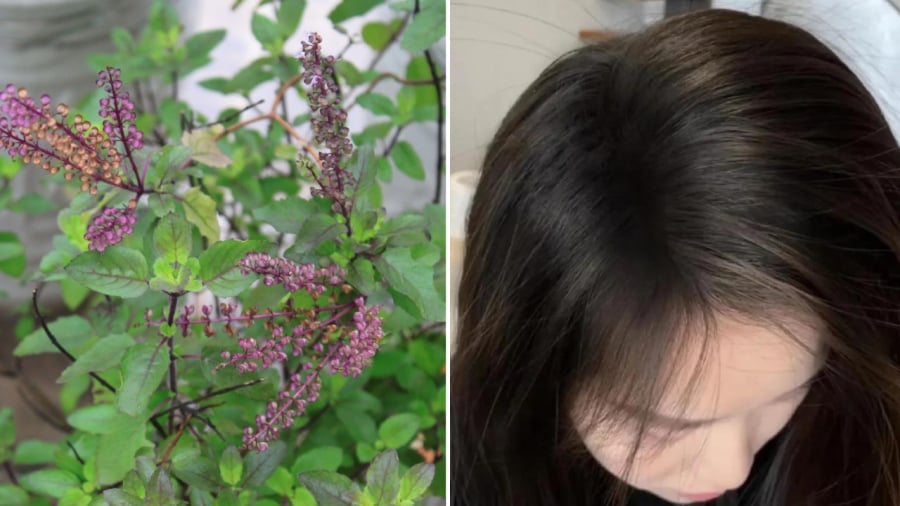 Lá hương nhu có tác dụng tốt trong việc hỗ trợ giảm rụng tóc, kích thích mọc tóc.