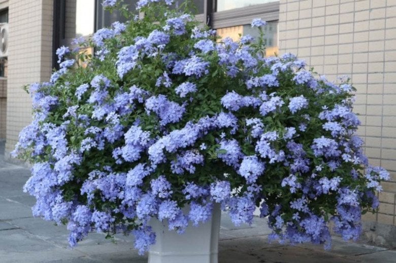 loai-hoa-may-man-cam-canh-vao-dat-1-thang-lien-ben-re-ra-hoa-200-ngay-moi-nam-khi-no-se-bien-thanh-b-b77309261324w932h619-1710346843-717-width780height519