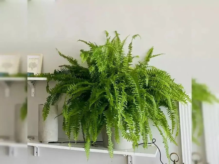 Cây dương xỉ hợp nhất 3 mệnh, trồng vào nhà Tiền Tài nở hoa