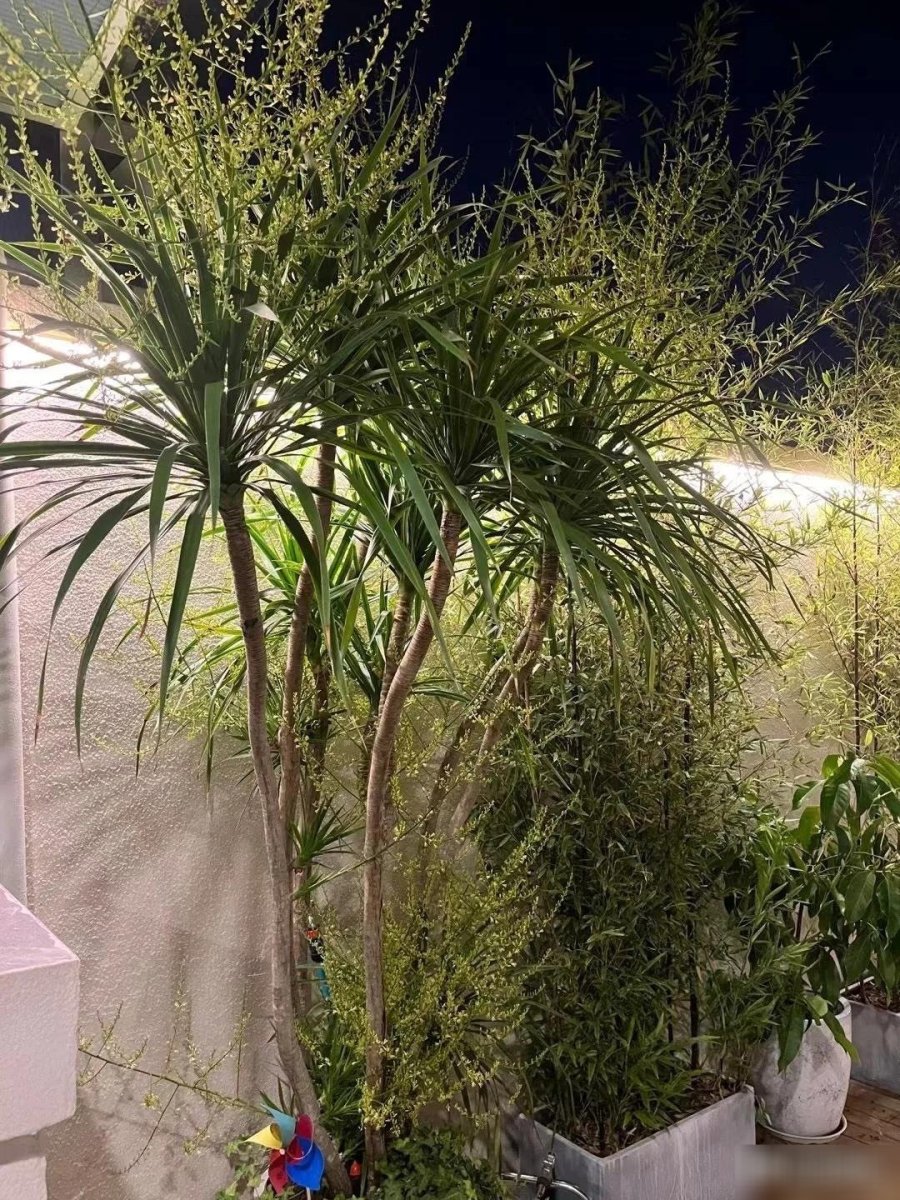 013237huyet-rong-cay-canh-ttt1-0132