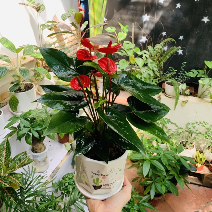 Trong phong thủy, hồng môn được xem là loài cây mang năng lượng tích cực, giúp thu hút tài lộc, may mắn và sự thăng tiến trong sự nghiệp...