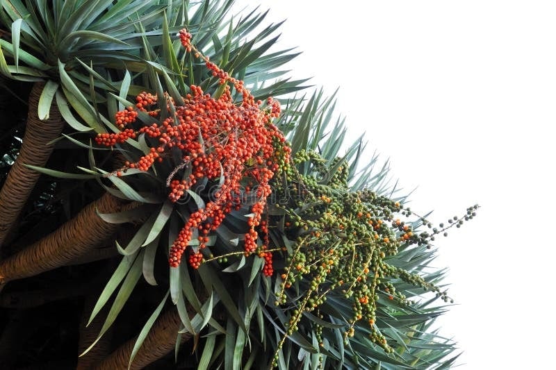 huyet-rong-cay-canh-4-0156