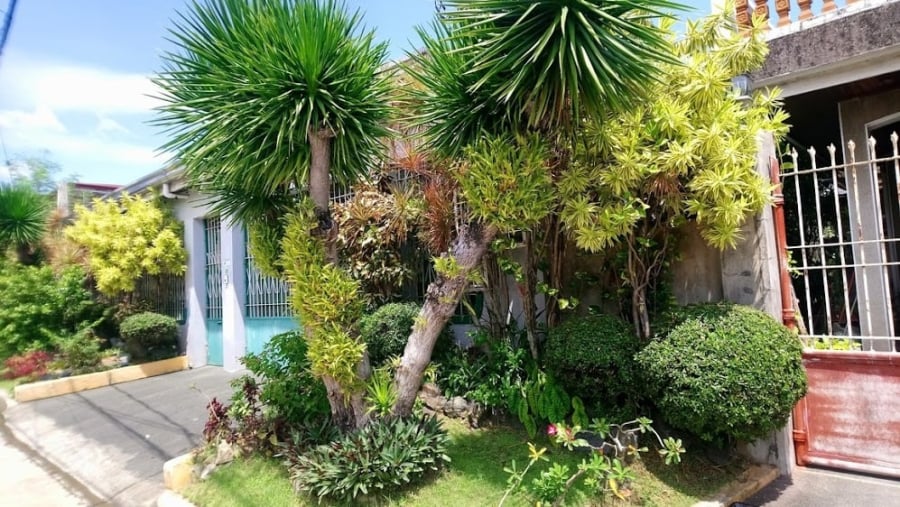 huyet-rong-cay-canh-renz15-0155