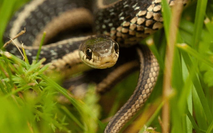 Đặc biệt, nếu bạn phát hiện da rắn trong chuồng gà, hố nước, hoặc nhà kho, thì khả năng cao là rắn đã chọn nơi này làm “địa bàn”. Đây là dấu hiệu cảnh báo sớm nhất nhưng nhiều người lại chủ quan bỏ qua.    