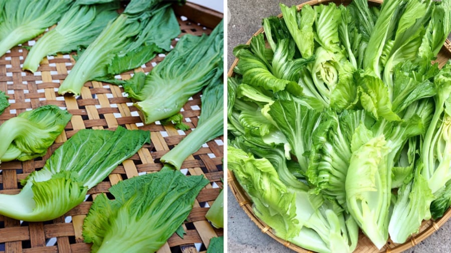 Trước khi muối dưa, bạn nên đem dưa cải đi phơi nắng nhẹ cho héo.