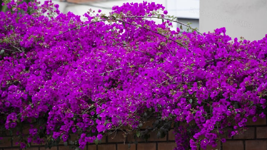 Một trong những việc cần làm để hoa giấy nở đúng dịp Tết đó chính là siết nước.