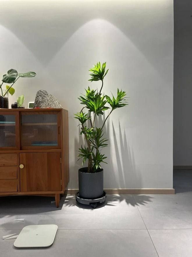 Bia giúp chăm sóc cây cảnh trong nhà