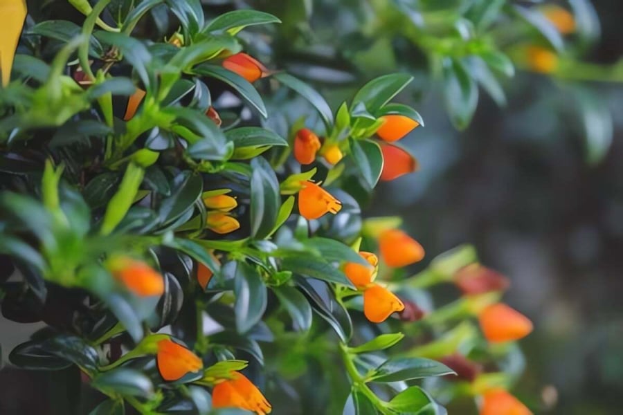 Cây cảnh cá vàng là một loài cây nhiệt đới tuyệt đẹp, mang đến vẻ đẹp kỳ lạ và thu hút cho bất kỳ không gian nào trong nhà.