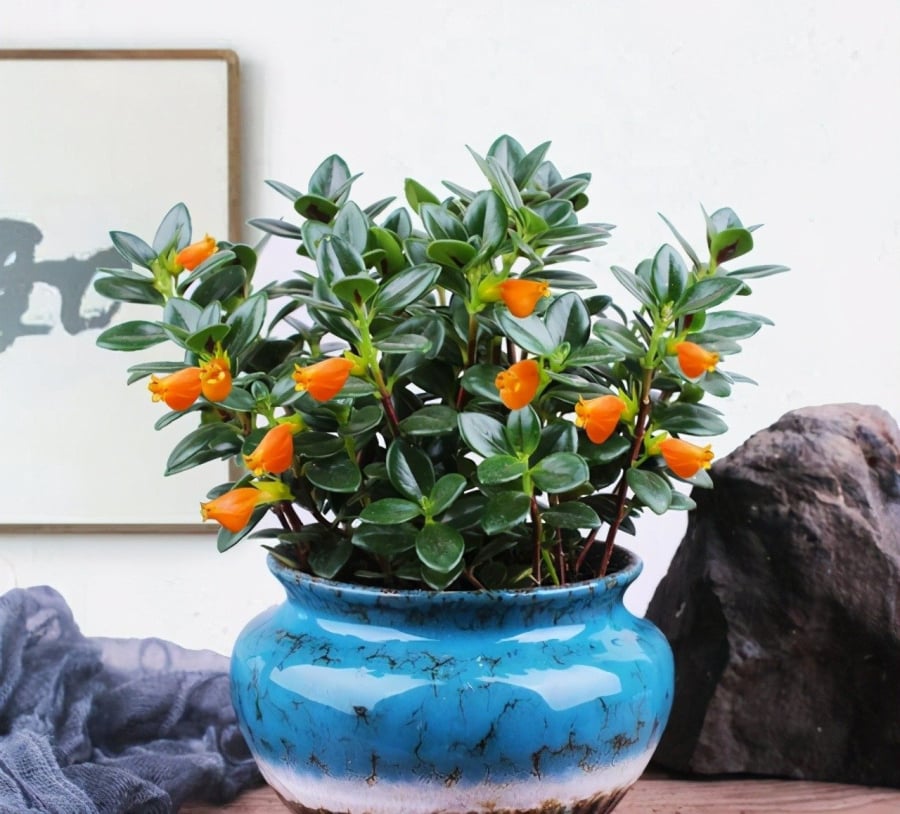 Cây cá vàng còn có công dụng thanh lọc không khí mang lại không gian trong lành, mát mẻ.