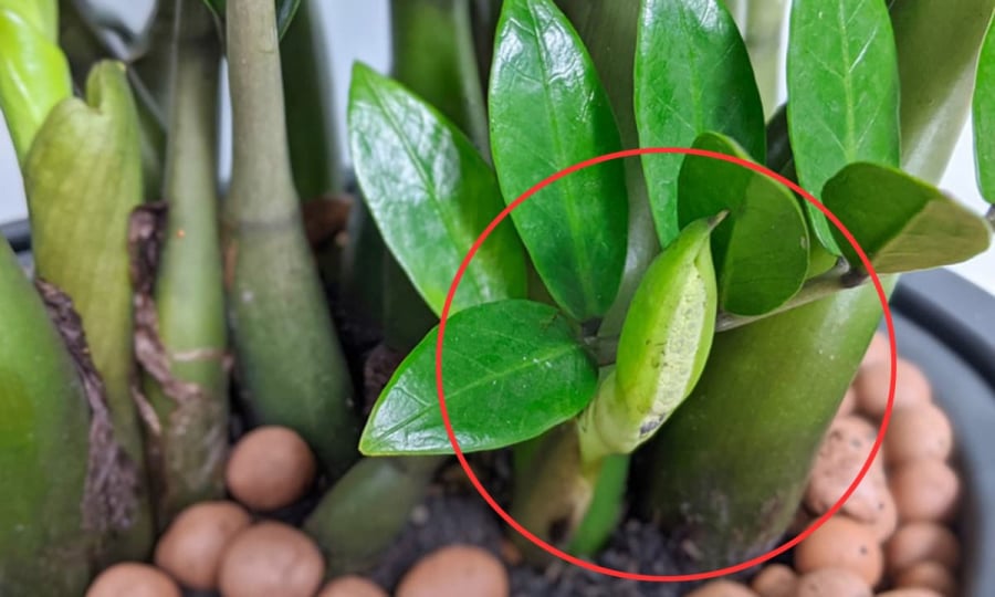 Cây kim tiền nở hoa may mắn giàu có