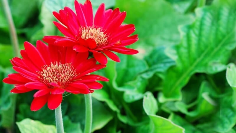 Cây đồng tiền nở hoa may mắn giàu có