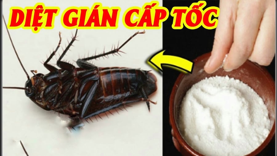Cách đuổi gián đơn giản: Chỉ dùng 1 nguyên liệu sẵn có trong nhà