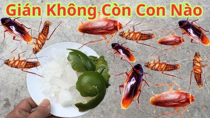 Cách đuổi gián đơn giản: Chỉ dùng 1 nguyên liệu sẵn có trong nhà