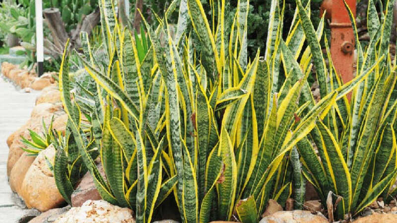 Có 2 tuổi không hợp để trồng