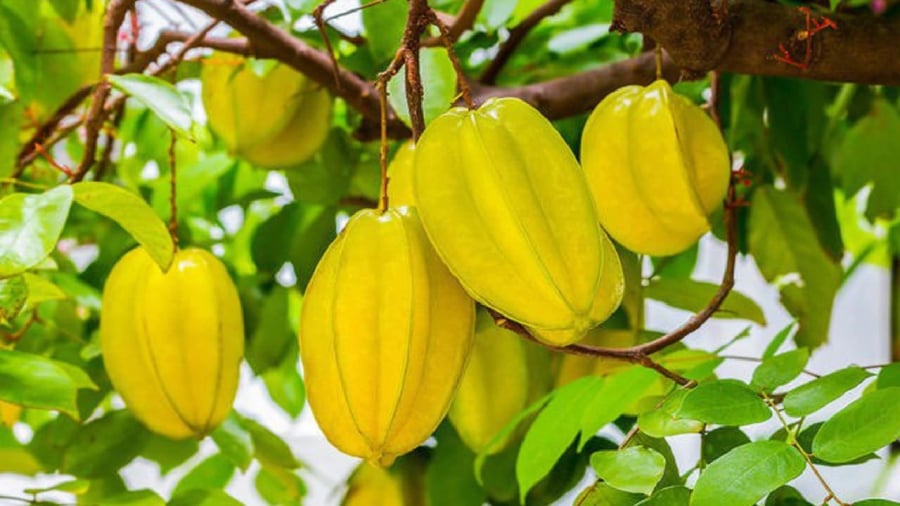 Cây khế là loại cây có ý nghĩa phong thủy tốt đối với gia đình.