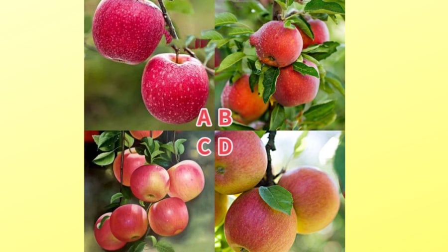 Bạn chọn quả táo nào?  