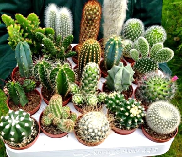 Nhiều cửa hàng thường bài trí cây cảnh nhỏ để tạo không gian xanh mát, dễ chịu. 