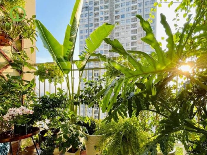 Ban công kị trồng cây có tán quá lớn. (Ảnh minh họa)