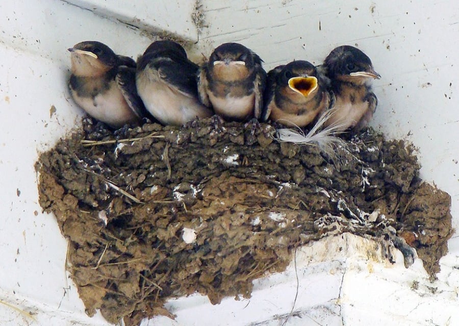 Theo quan niệm dân gian, chim én là biểu tượng của may mắn và hưng thịnh. Ảnh minh họa