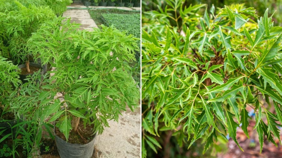 vị trí cây đinh lăng