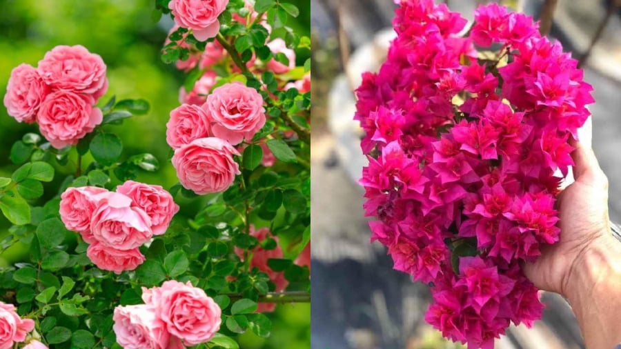 Hoa hồng và hoa giấy là những loại hoa mang lại sự sinh động, rực rỡ cho không gian sống đồng thời giúp thu hút may mắn, tài lộc.