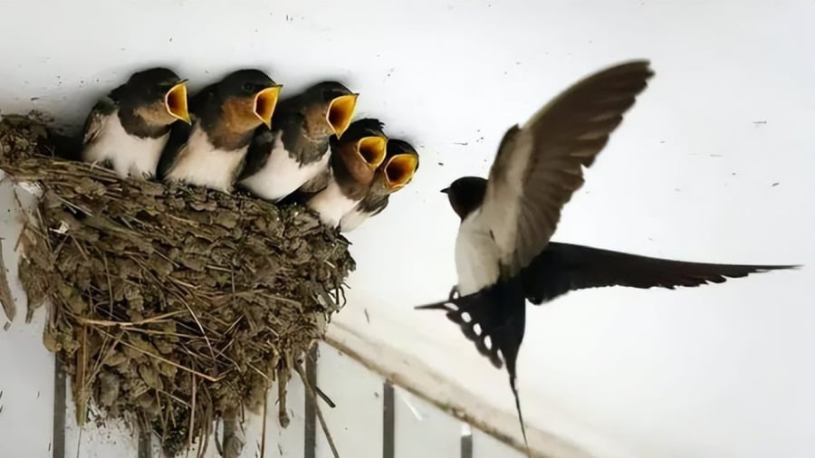 Chim én đến nhà làm tổ được coi là dấu hiệu tốt lành.