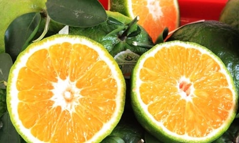 Cam là một trong những loại trái cây đặc sản của Việt Nam, được trồng rộng khắp từ cam sành miền Tây đến cam Vinh, cam Cao Phong, cam Hà Giang ở miền Bắc.