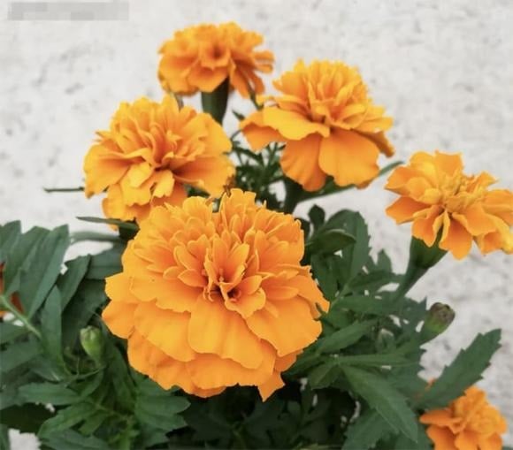 Cúc vạn thọ có nguồn gốc từ Mexico, được trồng phổ biến ở sân vườn, ven đường và công viên.