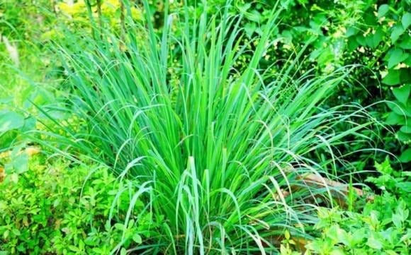 Cây sả là loại cỏ sống lâu năm, mọc thành bụi, cao khoảng 0,8–1m, lá dài hẹp và tỏa mùi thơm đặc trưng.