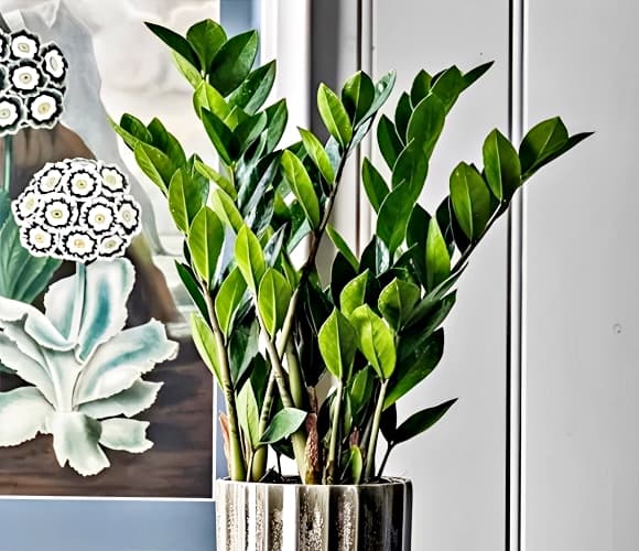 Cây kim tiền cũng là món quà ý nghĩa cho các dịp khai trương, tân gia hay mừng thọ, thể hiện lời chúc phát đạt, vượng tài dành cho người nhận.    