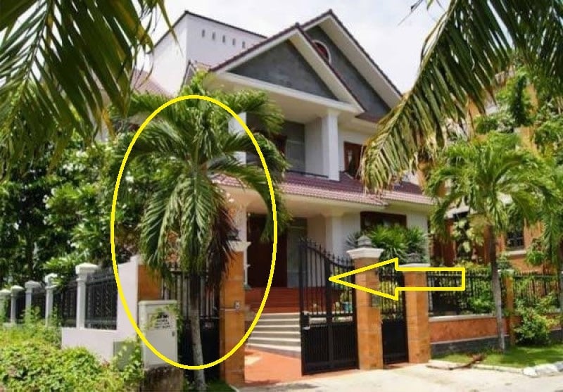 trồng cau trước nhà may mắn giàu có