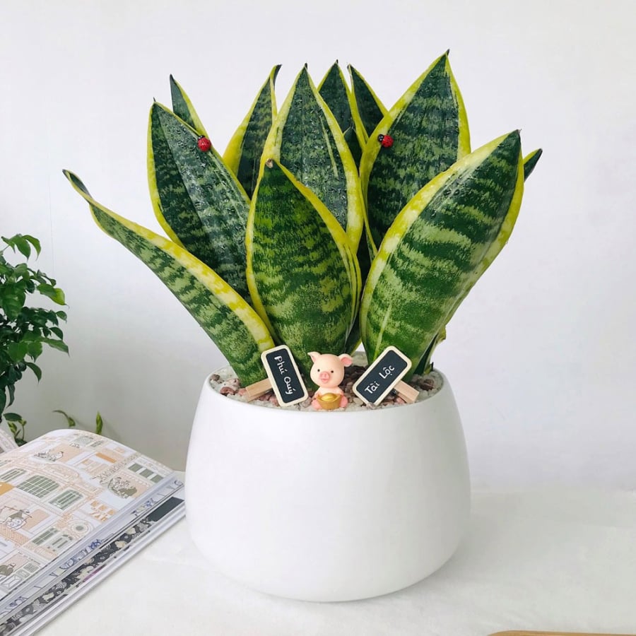 Lưỡi Hổ là loại cây quen thuộc trong nhiều gia đình Việt. Ảnh minh họa