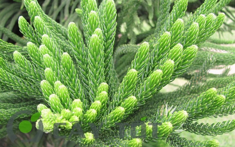 Cây Bách (hoặc Tùng Bách)    