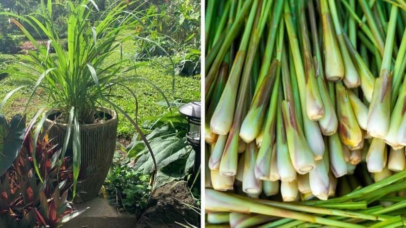 Sả là loại cây quen thuộc trong mọi gia đình Việt, không chỉ dùng làm gia vị mà còn là loài cây xua đuổi muỗi hiệu quả hàng đầu. 