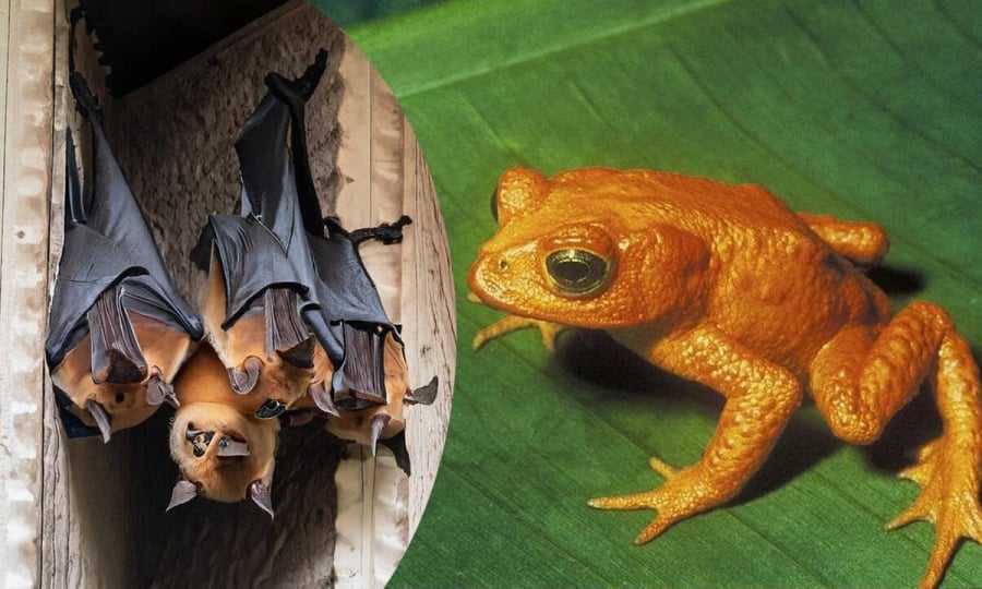 Những loài vật “mát vía” xuất hiện quanh nhà không chỉ là hiện tượng tự nhiên, mà còn phản ánh năng lượng và phong thủy nơi ở.