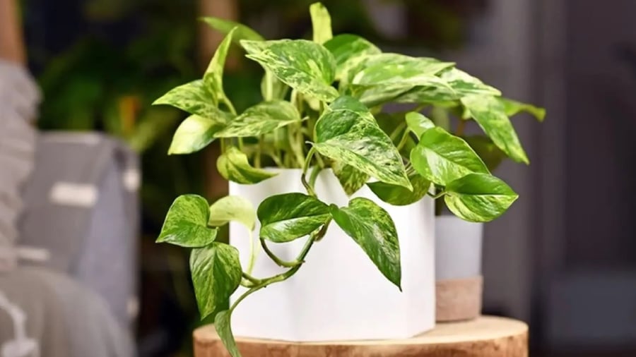 Người mệnh Mộc và mệnh Thủy rất phù hợp để trồng cây trầu bà. 