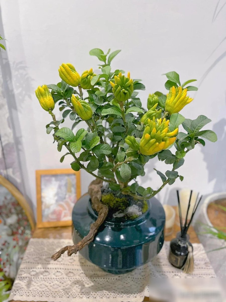 015753phat-thu-cay-canh-nguoi-xua-5-0157