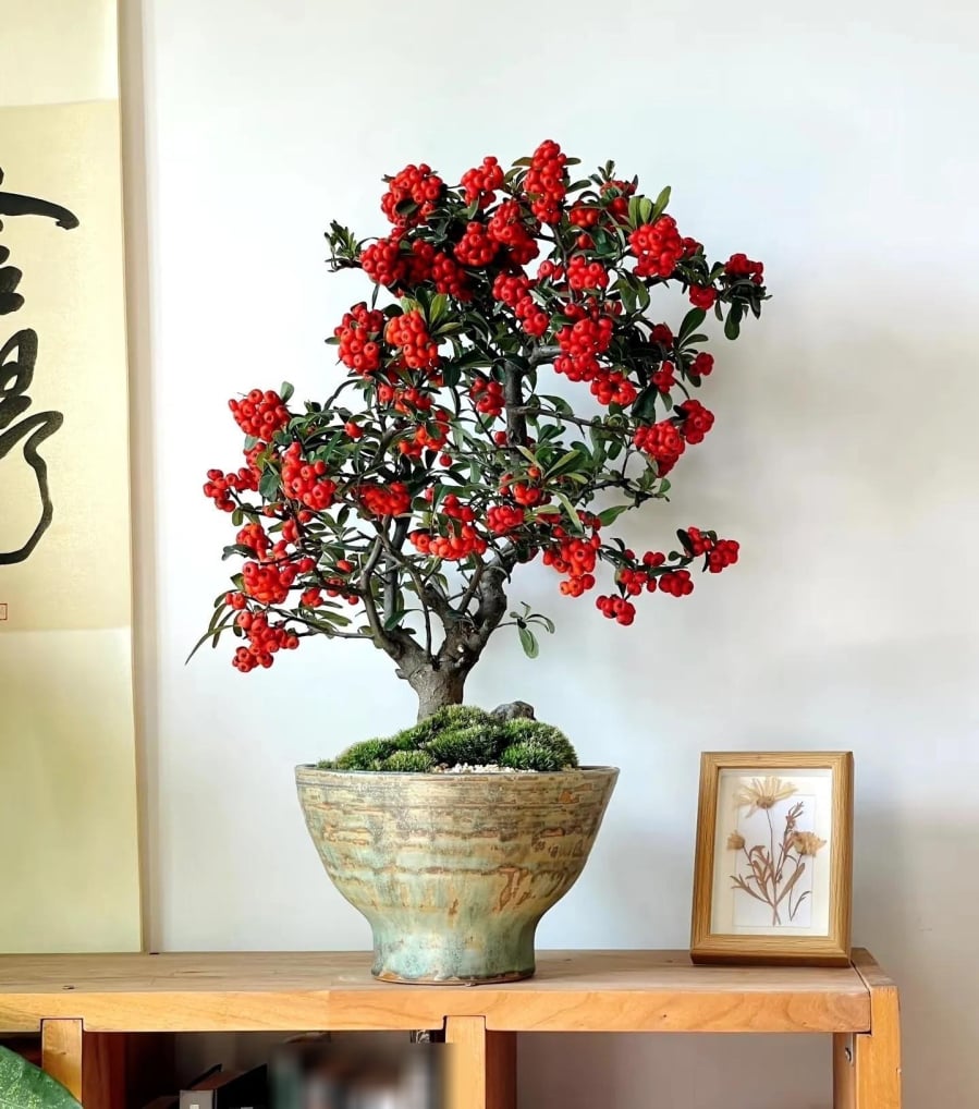 020727tao-gai-cay-canh-t11-0205