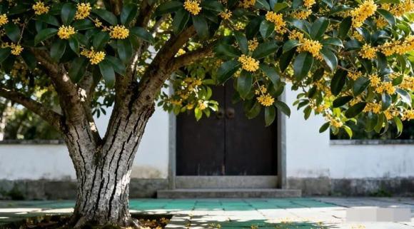 Vào mùa thu, hương thơm của hoa quế lan tỏa khắp sân nhà, tạo cảm giác phấn chấn và thư giãn. 