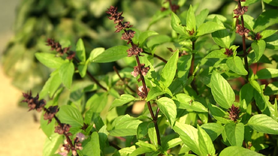 Cây húng quế không chỉ là rau gia vị mà còn có tác dụng đuổi muỗi.