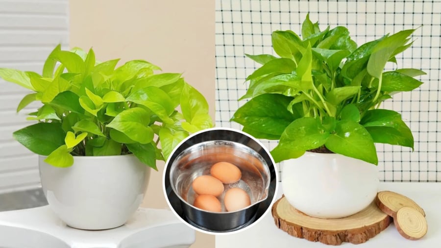 Bạn có thể sử dụng nước luộc trứng để tưới cho cây trầu bà.