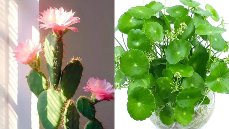 Cỏ đồng tiền nở hoa xui xẻo