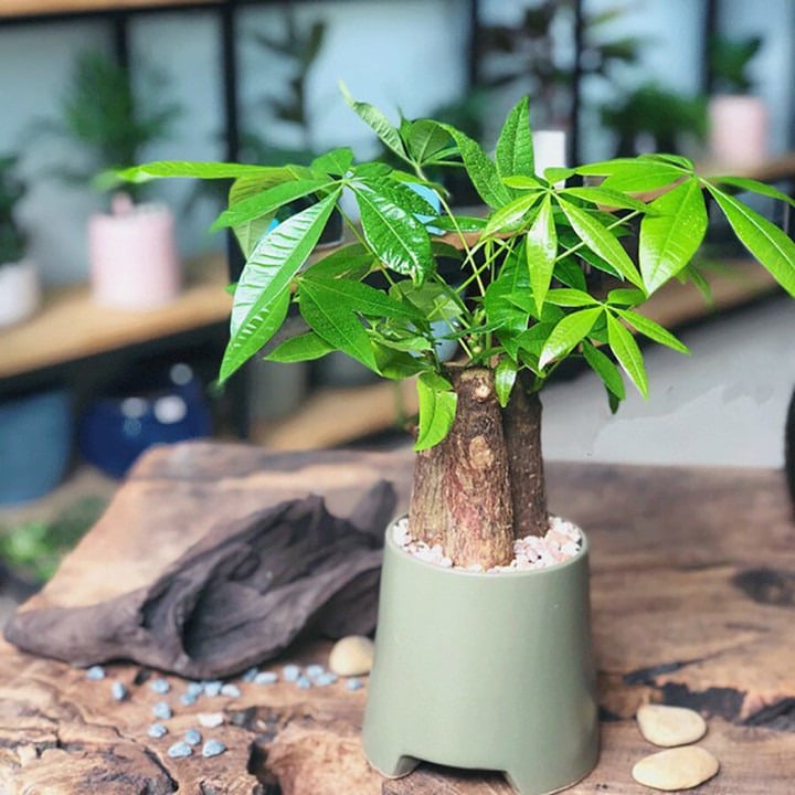 Cây kim ngân là loại cây ưa sáng, chịu bóng, dễ thích nghi với môi trường trong nhà. Ảnh minh họa