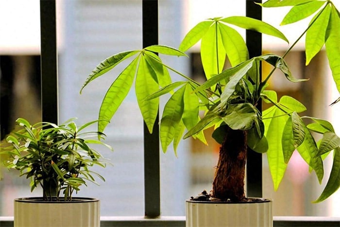 Đặt một chậu cây kim ngân nhỏ trong phòng làm việc giúp tăng năng lượng tích cực. Ảnh minh họa