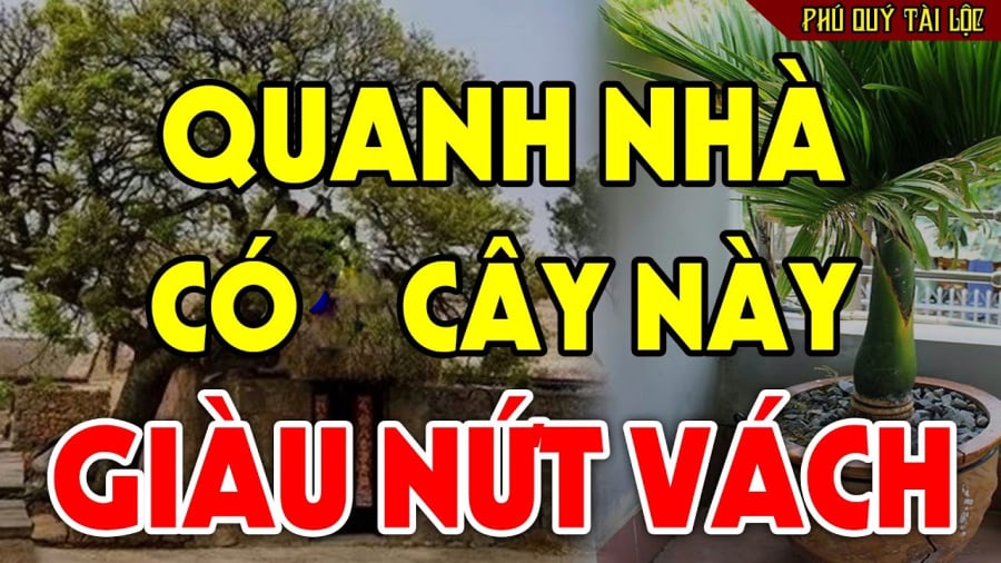 Có 3 cây trấn giữ trong nhà, muốn nghèo cũng khó, con cháu “thơm lây”