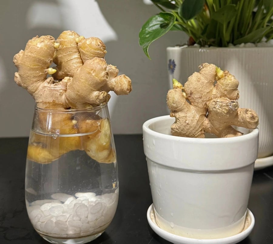 Loại củ đặt trên bàn ngang thần Tài trấn giữ, kéo Tiền Tài về không ngớt