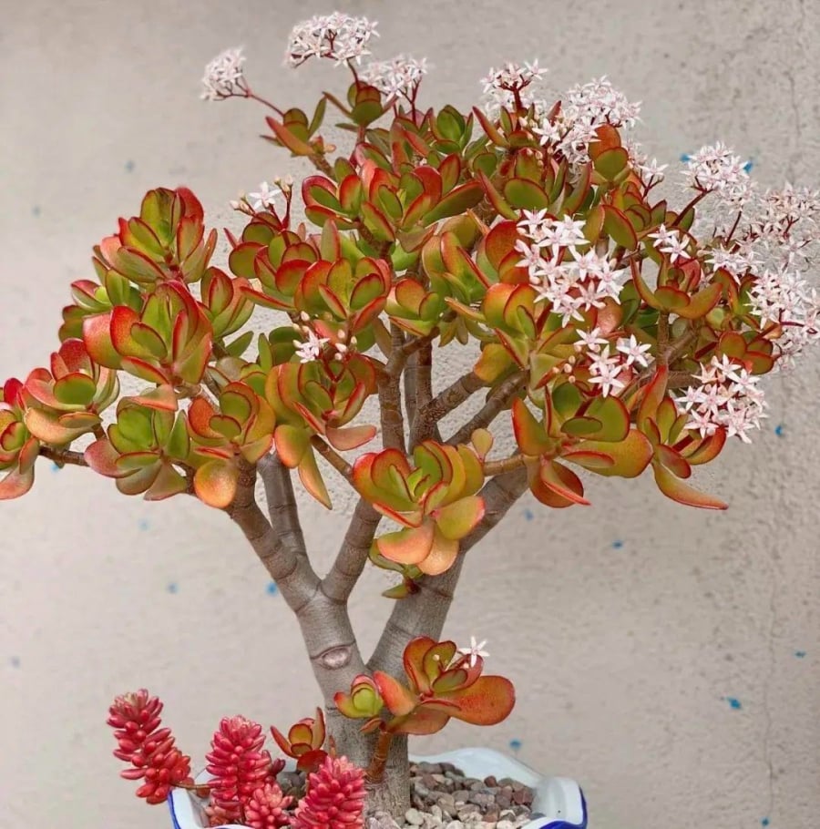 918cf6f9947945b2b0212df45debc6ec-150817-1763024622488-17630246226441355709970