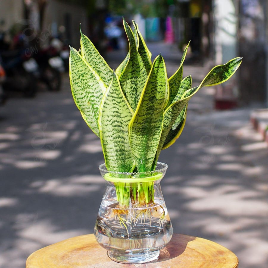 Không chỉ đẹp, cây Lưỡi Hổ còn là lá bùa phong thủy giúp gia chủ bảo vệ năng lượng tốt, chặn lại khí xấu và giữ gìn của cải.    