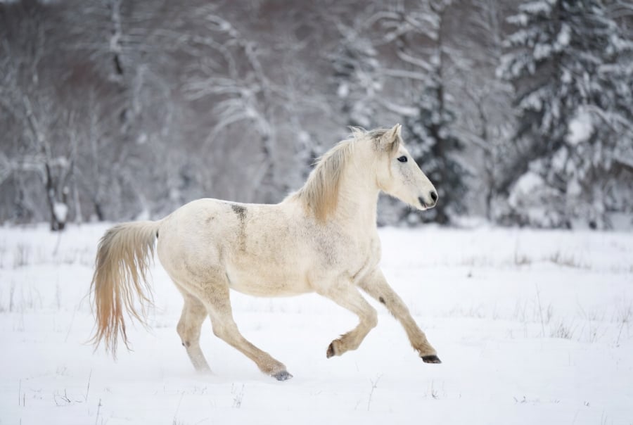 Trong hai ngày cuối tuần, tuổi Ngọ có xu hướng đón nhận nguồn năng lượng thuận lợi, đặc biệt trong các hoạt động liên quan đến công việc và tài chính