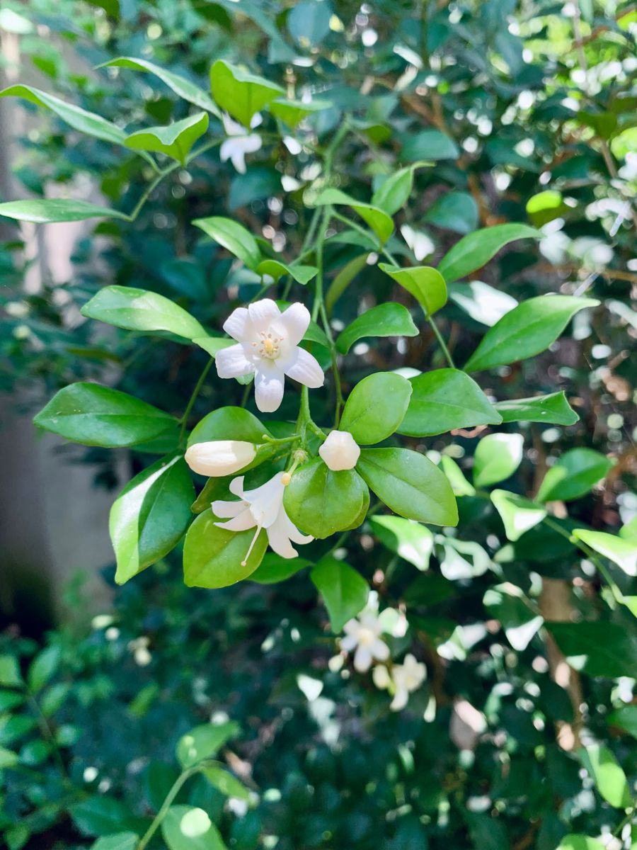 Nguyệt quế hoa thơm đẹp mang biểu tượng phong thủy tốt lành